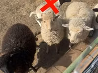母羊, Sheep — 照片 3