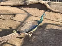 Chickens — الصورة 4