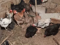 Chickens — photo 7