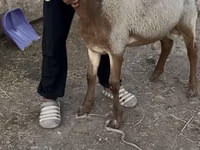 كبش, Rhon sheep — الصورة 1