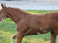Horse (M), Alter Real — photo 7