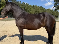 公马, Horses — 照片 1