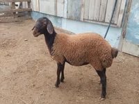 公羊, Suffolk sheep — 照片 1