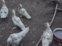 Ducks — الصورة 1