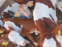 Taureau, Simmental cattle — photo 2