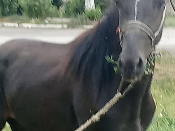 حصان, Priob horse