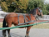 母马, Horses — 照片 4