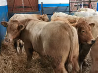 Bovinos (lote, sexo no especificado), Charolais cattle — foto 3