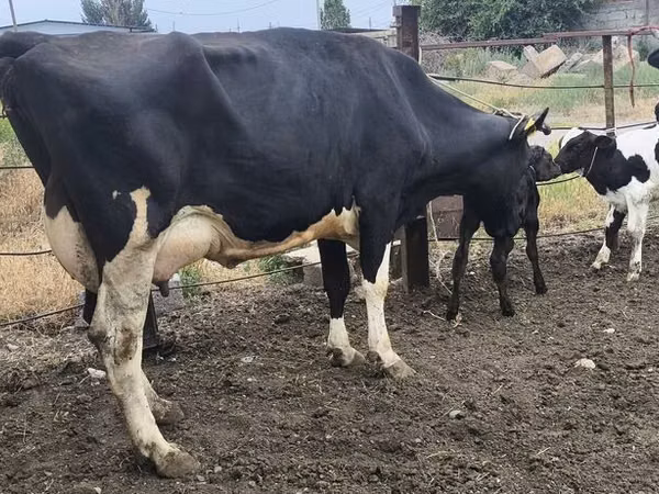 بقرة, Russian Black pied cattle