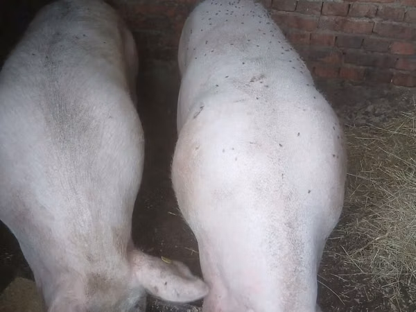 母猪, Pigs