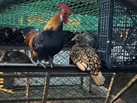 Chickens — photo 2