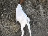 Cabro, Nigerian dwarf goats — foto 2