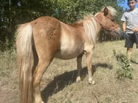 Caballo, Indian half-bred — foto 6