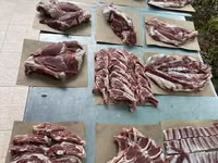 كبش, الأغنام — الصورة 8