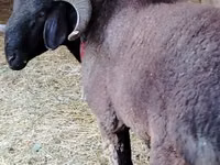 公羊, Blackheaded Persian sheep — 照片 3