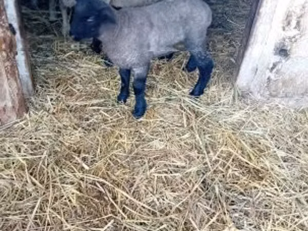 Schaf, White Suffolk sheep