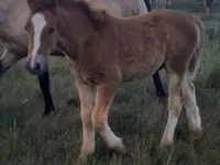 Caballo, Caballos — foto 4