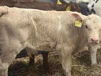 أبقار (دفعة، الجنس غير محدد), Simmental cattle — الصورة 5
