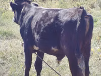 公牛, Swiss cattle — 照片 3