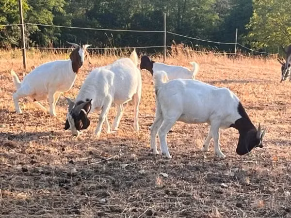 Chèvre, Boer goat