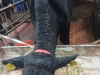 Toro, Aberdeen-Angus — foto 6