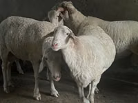 Bélier, Assaf sheep — photo 1