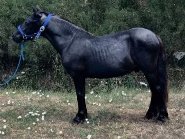 Horse (M), Dutch warmblood horse