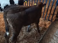 Bull, Limousin cow — photo 3