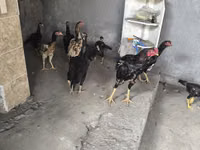 Chickens — फ़ोटो 7