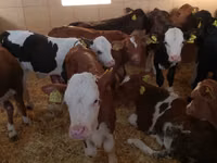 Rinder (Partie, Geschlecht nicht angegeben), Simmental cattle — Foto 4
