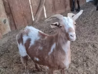 母山羊, Goats — 照片 1
