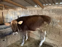 Vache, Swiss cattle — photo 1