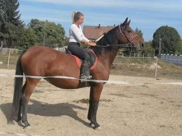 Yegua, Hungarian horse breed
