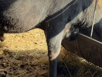 Bulle, Aberdeen-Angus — Foto 7