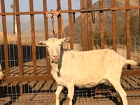 Goat, Saanen goat — photo 2