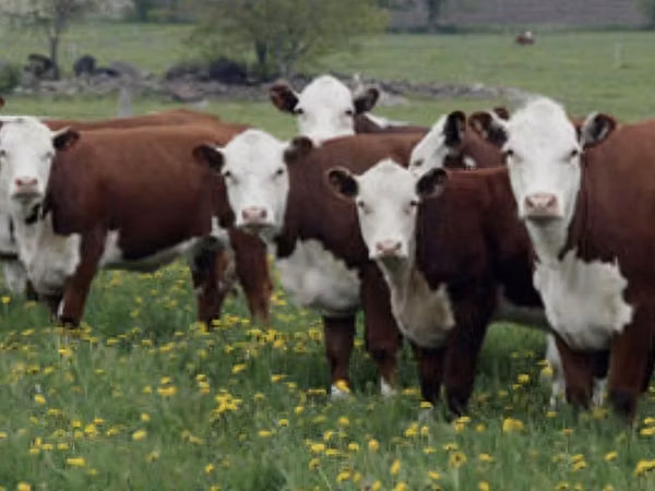 Vache, Tête blanche ukrainienne
