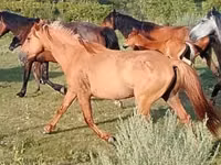 حصان, North Swedish horse — الصورة 2