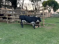 Bulle, Brahman — Foto 2