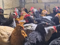 Chickens — फ़ोटो 3
