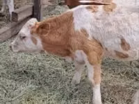 Bulle, Simmental cattle — Foto 4