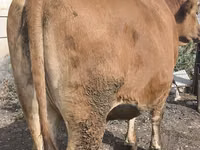 Vaca, Ganado vacuno — foto 5