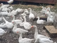 Chickens — photo 1