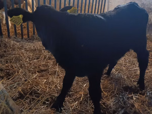 Kuh, Limousin-Kuh