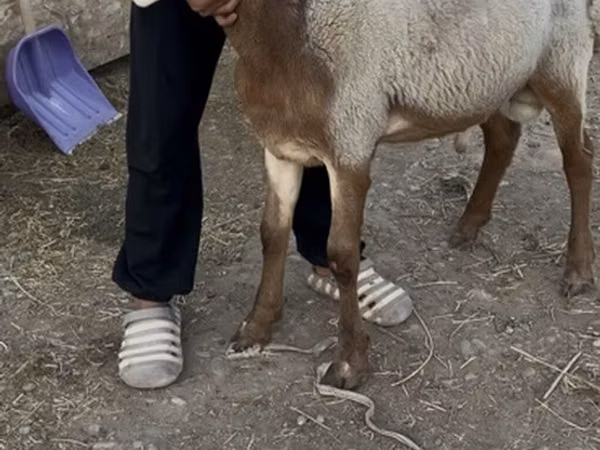 Widder, Rhon sheep