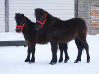 Caballo, American shetland pony — foto 7