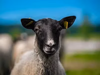 Carnero, Romanov sheep — foto 1