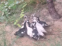 जर्मन पेकिन — फ़ोटो 4