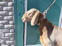 मेढ़ा, Arashan sheep — फ़ोटो 2
