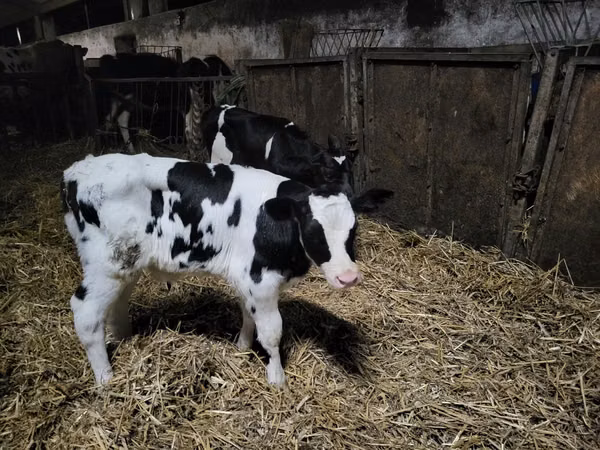公牛, Russian Black pied cattle