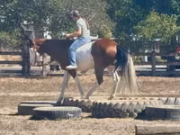 Cheval, American paint horse — photo 5